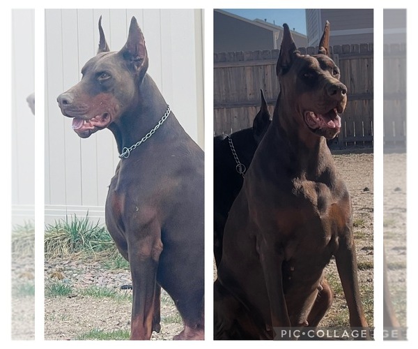Medium Photo #12  Breeder Profile in COLORADO SPRINGS, CO, USA
