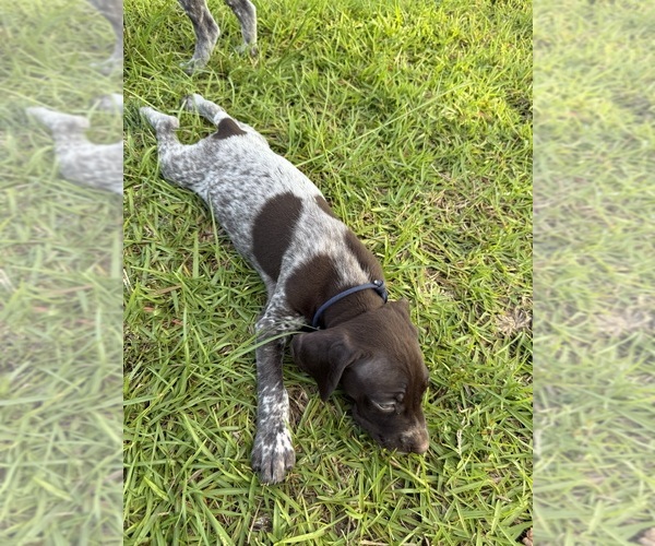 Medium Photo #27  Breeder Profile in LYONS, GA, USA