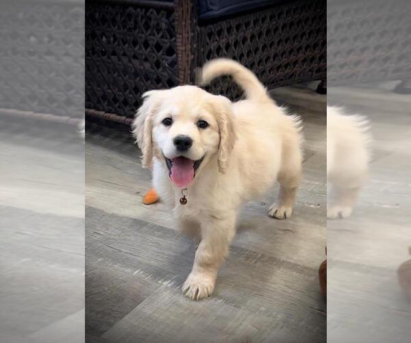 Medium Photo #23  Breeder Profile in Aylmer, Ontario, Canada