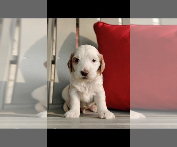Medium Photo #1  Breeder Profile in FISHERTOWN, PA, USA