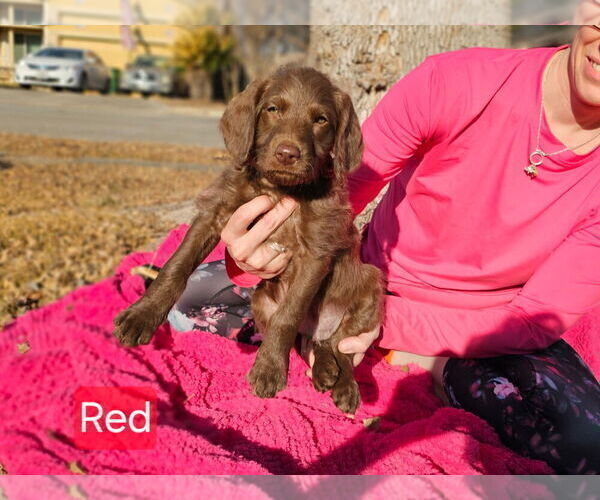 Medium Photo #9  Breeder Profile in SAN ANTONIO, TX, USA