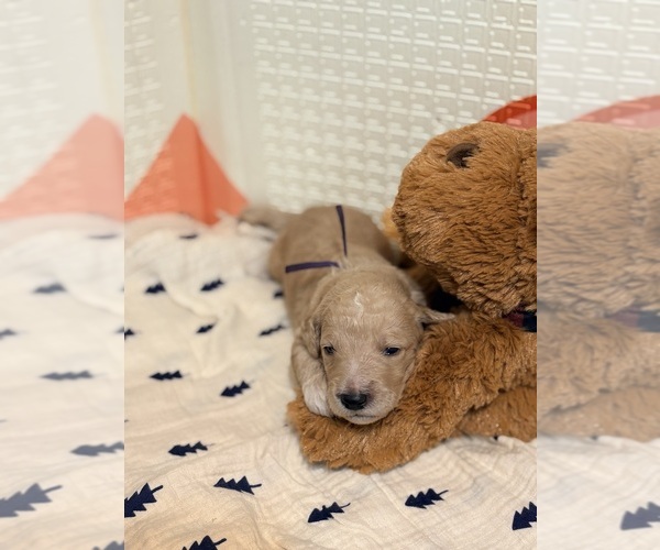 Medium Photo #7  Breeder Profile in EL CAJON, CA, USA