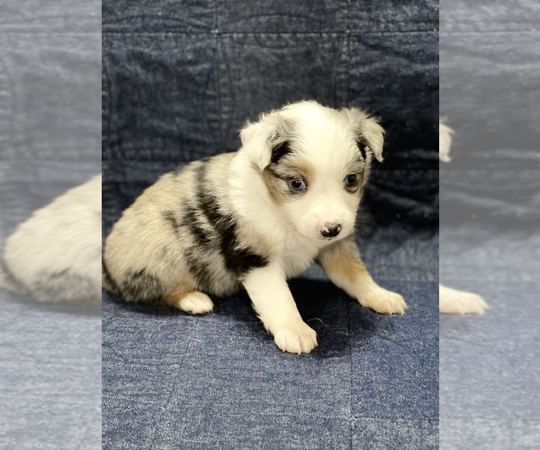 Medium Photo #3  Breeder Profile in VALLIANT, OK, USA