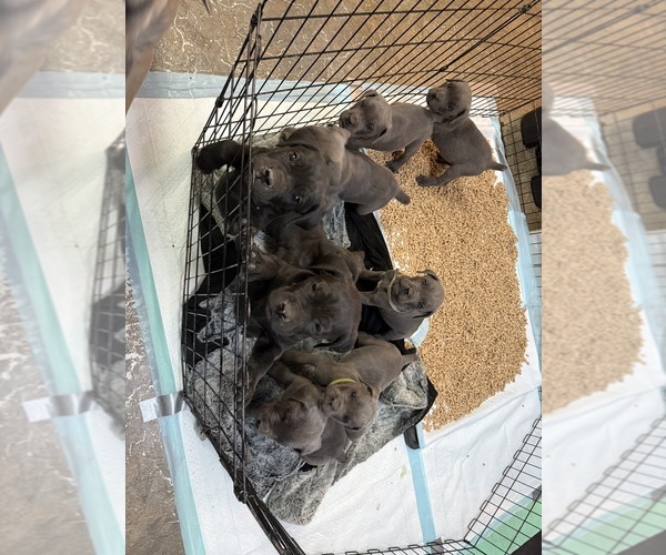 Medium Photo #5  Breeder Profile in STUART, IA, USA