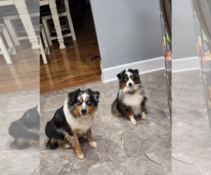 Miniature Australian Shepherd Dog Breeder near RUSSELLVILLE, AL, USA