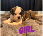Small breeder photo