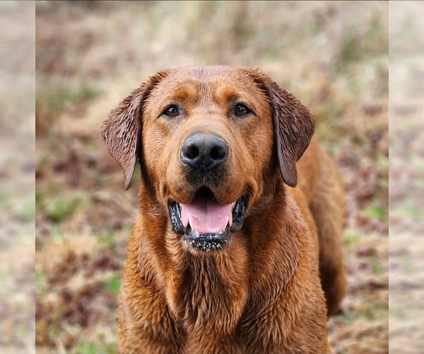 Medium Photo #2  Breeder Profile in MOUNT AIRY, NC, USA