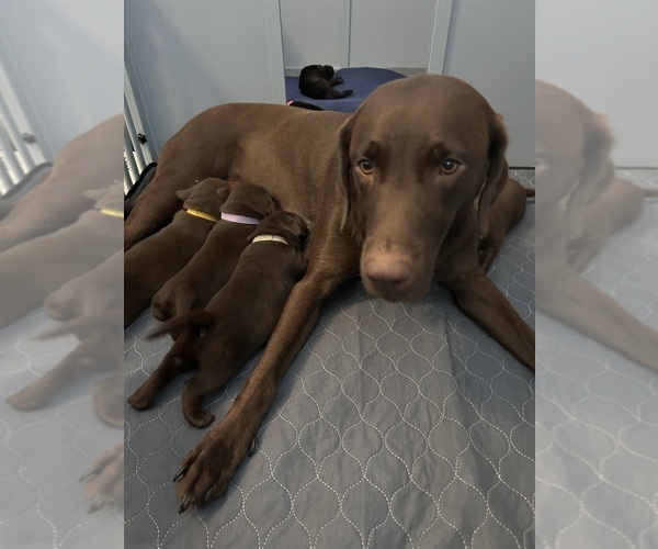 Medium Photo #1  Breeder Profile in WATERLOO, IL, USA
