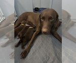 Small breeder photo