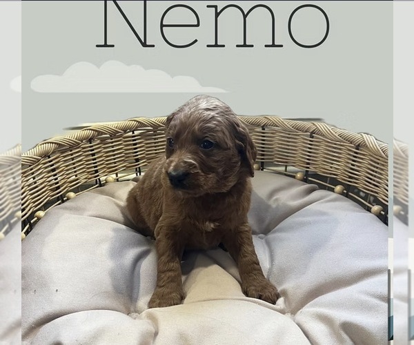 Medium Photo #3  Breeder Profile in LA GRANGE, KY, USA