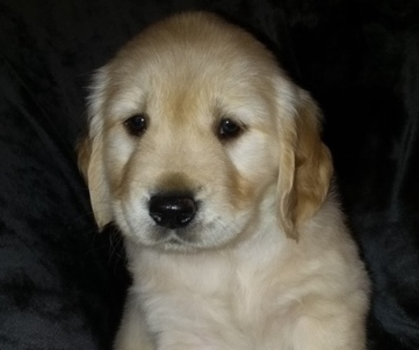 Medium Photo #7  Breeder Profile in LOOMIS, CA, USA