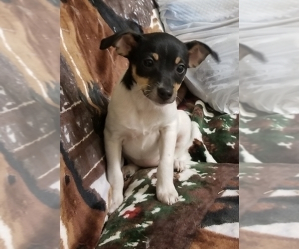 Medium Photo #4  Breeder Profile in WHITAKERS, NC, USA
