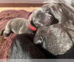 Small breeder photo