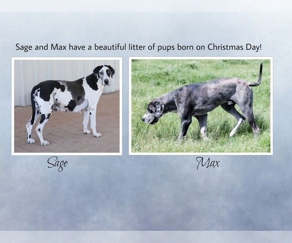 Medium Photo #1  Breeder Profile in NOCONA, TX, USA
