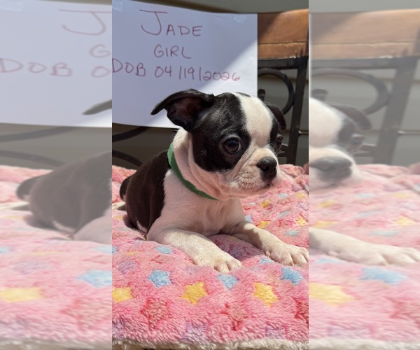 Medium Photo #2  Breeder Profile in WOODSTOCK, GA, USA
