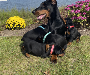 Doberman Pinscher Dog Breeder in GOWEN,  USA