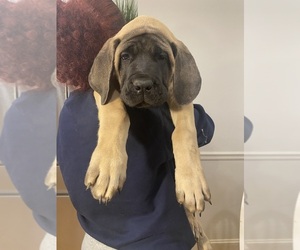 Mastiff Dog Breeder near DACULA, GA, USA