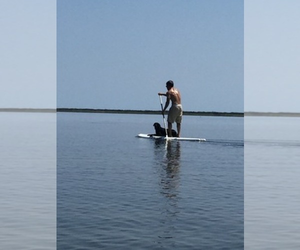 Medium Photo #1  Breeder Profile in GIRDLETREE, MD, USA