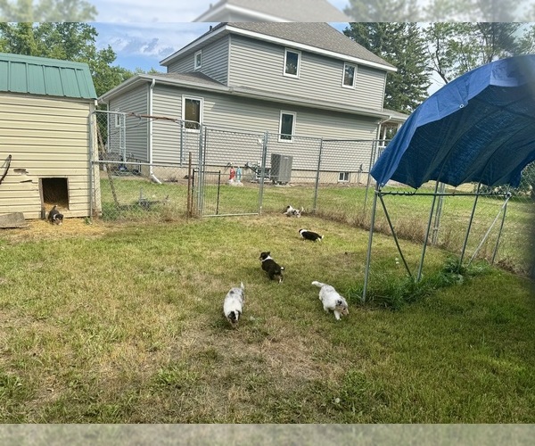 Medium Photo #16  Breeder Profile in DAZEY, ND, USA