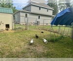 Small #15 Breeder Profile image