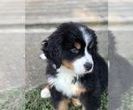 Small #10 Breeder Profile image