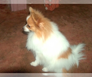 Pomeranian Dog Breeder near SKIATOOK, OK, USA