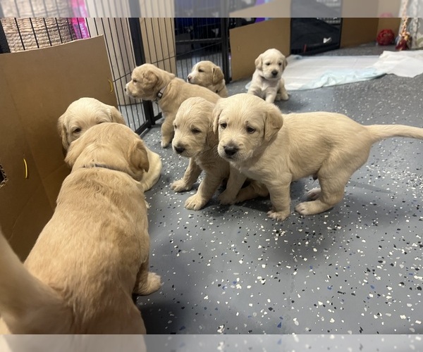 Medium Photo #12  Breeder Profile in FORT LAUDERDALE, FL, USA