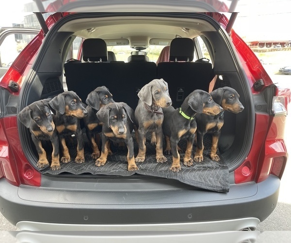 Medium Photo #2  Breeder Profile in NICHOLASVILLE, KY, USA
