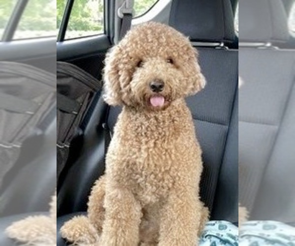 Medium Photo #21  Breeder Profile in BAKERSFIELD, CA, USA