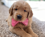 Small #7 Breeder Profile image