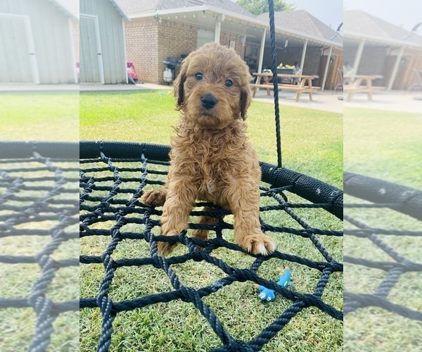Medium Photo #1  Breeder Profile in WICHITA FALLS, TX, USA