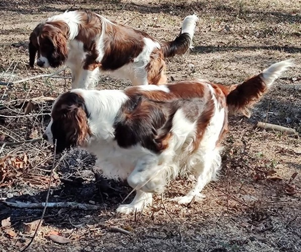 Medium Photo #1  Breeder Profile in GLEN SAINT MARY, FL, USA