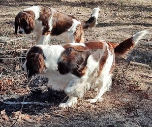 Medium Breeder Profile Photo