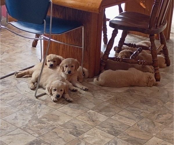 Medium Photo #1  Breeder Profile in BROOKSVILLE, KY, USA