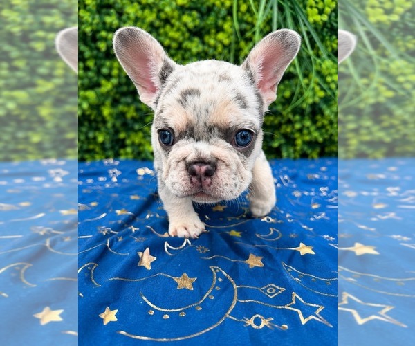 Medium Photo #1  Breeder Profile in ELMWOOD PARK, IL, USA