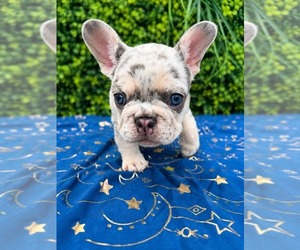 French Bulldog Dog Breeder near ELMWOOD PARK, IL, USA