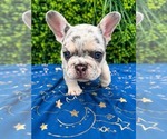 Small breeder photo