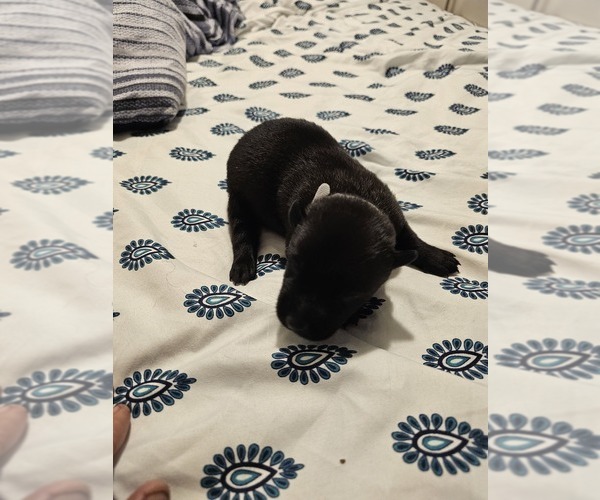 Medium Photo #21  Breeder Profile in SHICKSHINNY, PA, USA