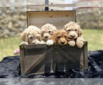 Small breeder photo