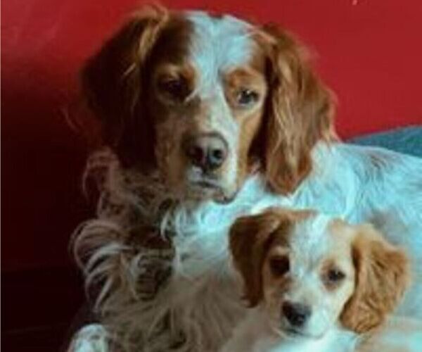 Medium Photo #1  Breeder Profile in BERKSHIRE, NY, USA