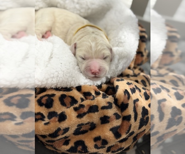 Medium Photo #13  Breeder Profile in NORTH AUGUSTA, SC, USA