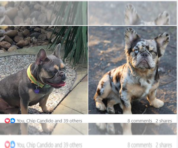 Medium Photo #1  Breeder Profile in SPRING, TX, USA