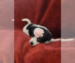 Small #152 Breeder Profile image