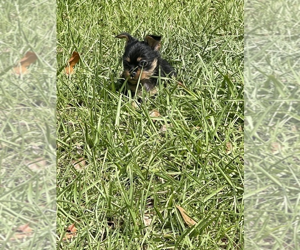Medium Photo #1  Breeder Profile in BRONSON, FL, USA