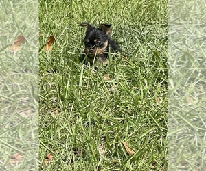 Chihuahua-Chorkie Mix Dog Breeder in BRONSON,  USA
