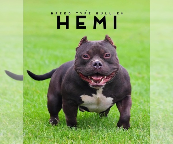 Medium Photo #1  Breeder Profile in DAYTON, OH, USA