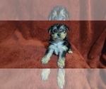 Small #303 Breeder Profile image