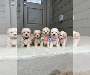 Poodle (Standard) Dog Breeder near SAN ANTONIO, TX, USA