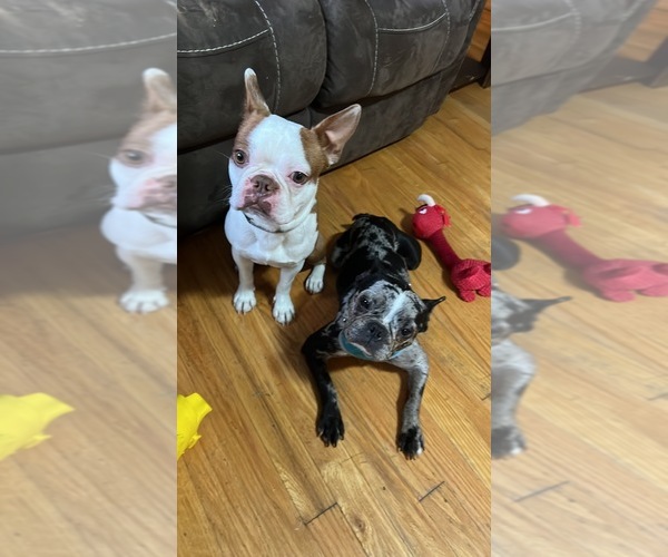 Medium Photo #9  Breeder Profile in BUCHANAN, VA, USA