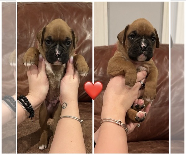 Medium Photo #8  Breeder Profile in EAST FREETOWN, MA, USA